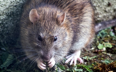Las ratas han alterado su comportamiento debido al confinamiento provocado por el coronavirus